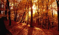 A hike through an autumn forest