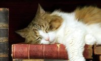 A rainy day in an old bookshop or library with a cat asleep beside you