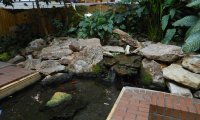 Pond in the Library Garden