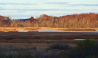 Michigan Wetland