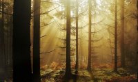 Forest With Bubbling Creek