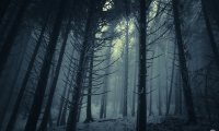 Dark Winter Forest