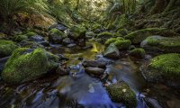 Stream flowing through a forest with frogs and birds