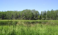 Summer Meadow