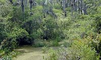 Dark thick swamp or marsh.