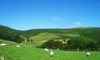 mountain pasture