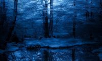 Nighttime in a Winter Forest