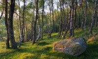 Breezy Forest for Relaxation