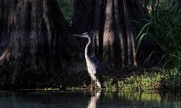 Louisiana Swamp at Night