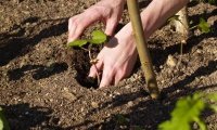 Planting in the Garden