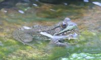 Frogs and Crickets in a Pond