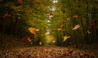 Quiet Fall Leaves