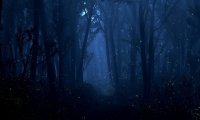 Ancient Forest Nighttime Calm