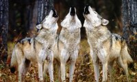 Wolves howling in forest rain