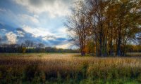 Afternoon in a Michigan field