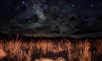 Sleeping Under The Stars with a Wolf