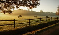 Sitting on a pasture and watching some horses graze