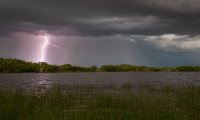 Steady rain, thunder and wetlands creatures