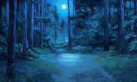 Summer Forest Night