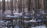 Ominous Snow Covered Swamp