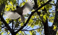 Nature with celtic harp