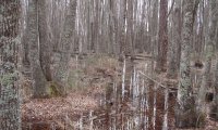 Swamp Ambient