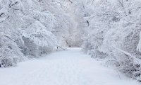 Travelers walking in the snow