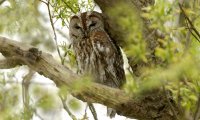 Tawny Owl Ambience