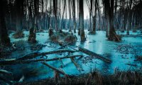 The Swamps