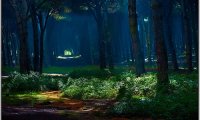 Gentle Forest Ambience