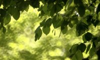 A forest in the afternoon