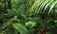 rainforest birds before a storm