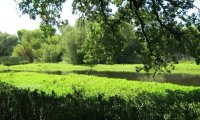 Cosumnes River Preserve