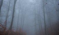 Japanese forest in the rain