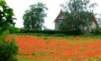 In English Country Cottage