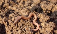 The secret life of earthworms