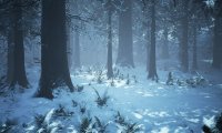 Walking through the forest in wintertime