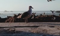 Seagulls at the beach during the day