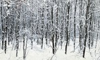 Cold winter walk in the woods.