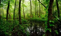 Swamp at night sounds