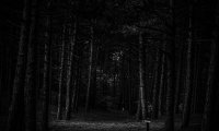 Dark Woods