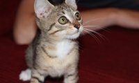 Cat on a beach