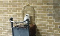 Harry Potter Kings Cross