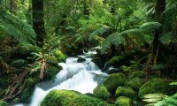 Stroll through the rainforest in Brazil