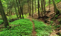 The Forest filled with sounds