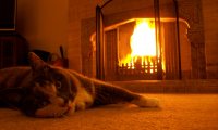 Cat's purrs by the fireplace