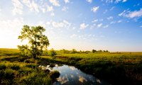 Birds, quiet bugs, and wind