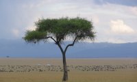 A walk through Africa's plains.