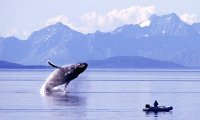 Alaskan Whale Voyage