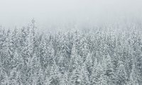 Atop the Mountain in the Cold Winter Forest